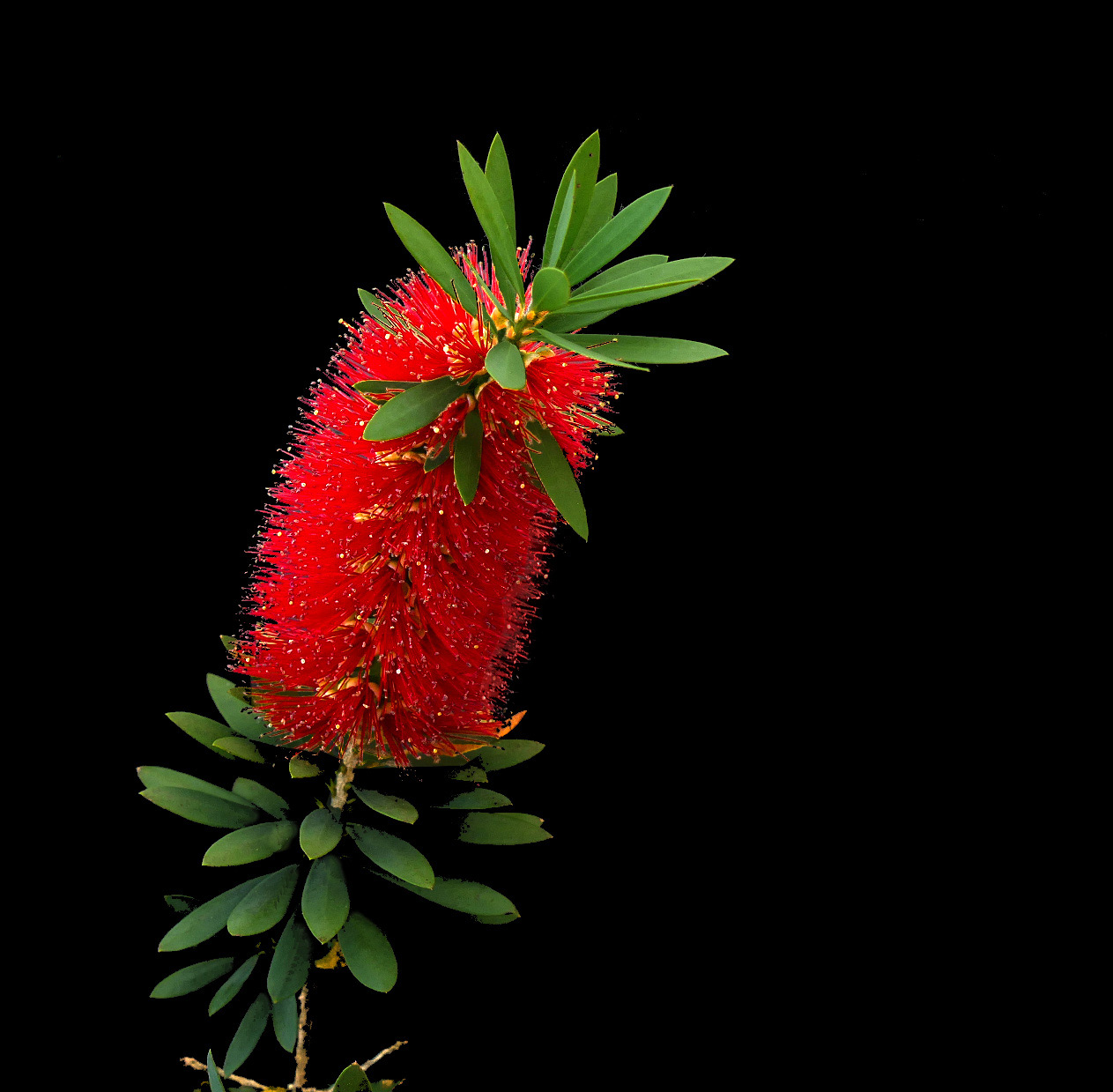 Callistemon 'Little John', Dwarf bottlebrush — mounding evergreen (Myrtaceae) (image 8 of 9)