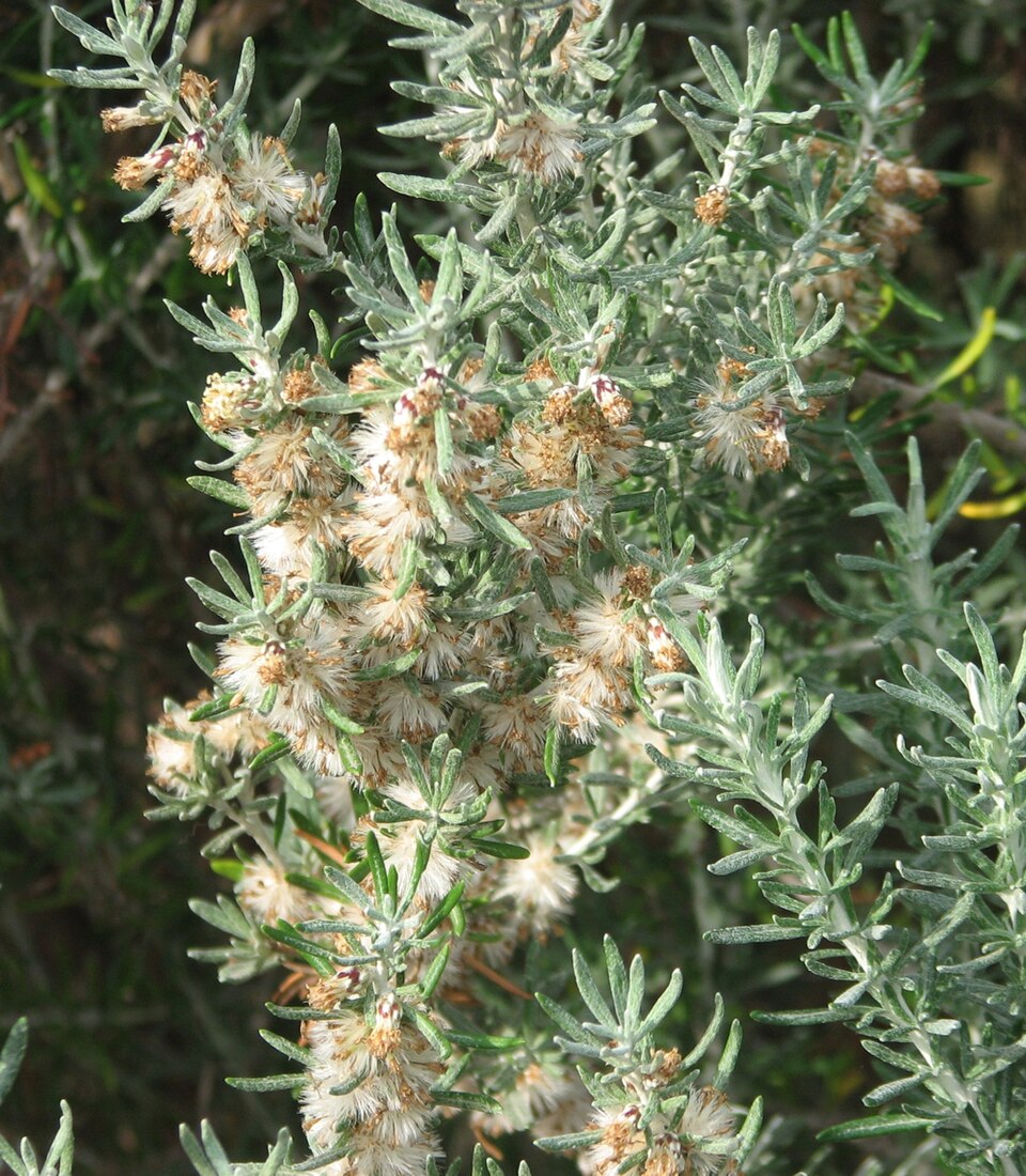 Olearia axillaris (Coastal Daisy-Bush) (alternate view 6)