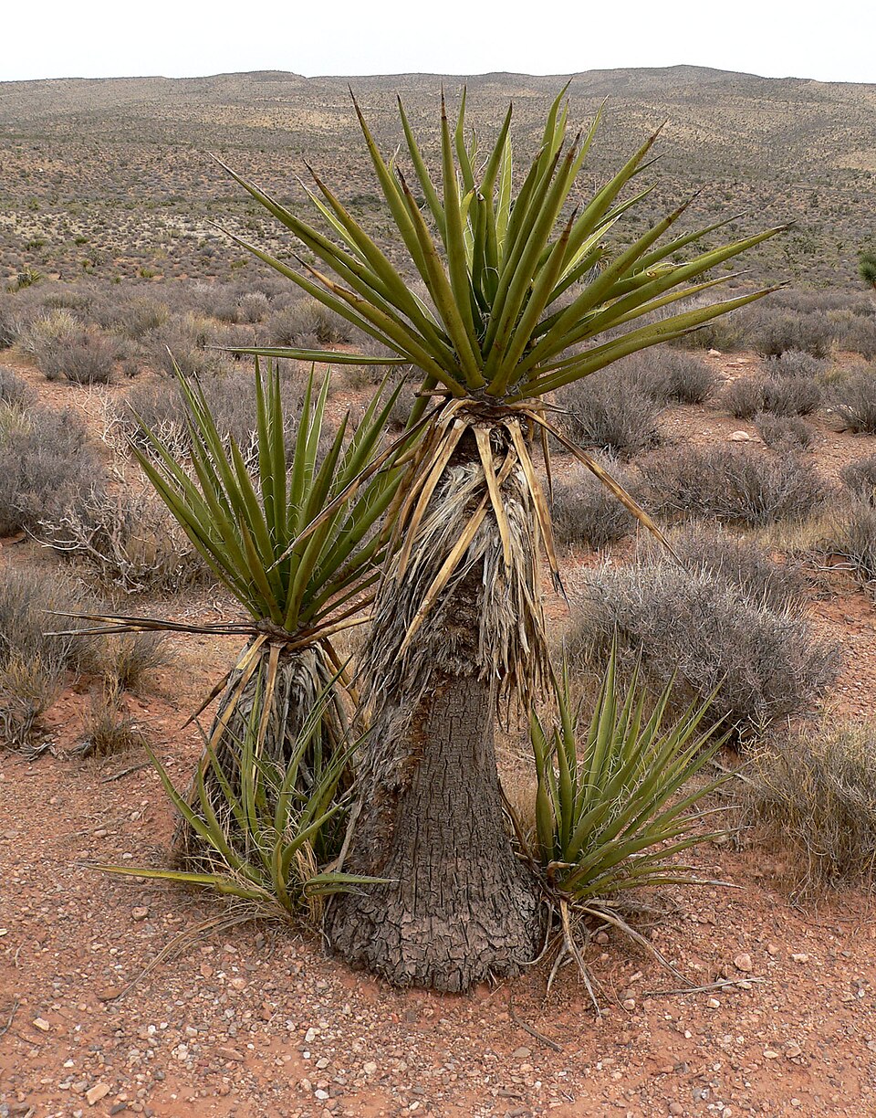 Yucca schidigera (Mojave Yucca)