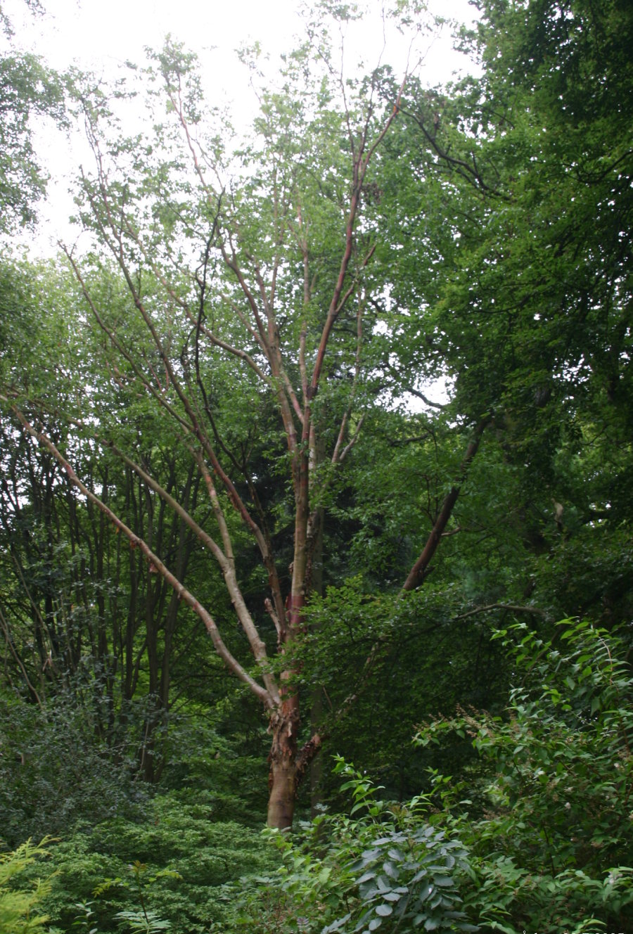 Betula albosinensis (Chinese Red Birch)