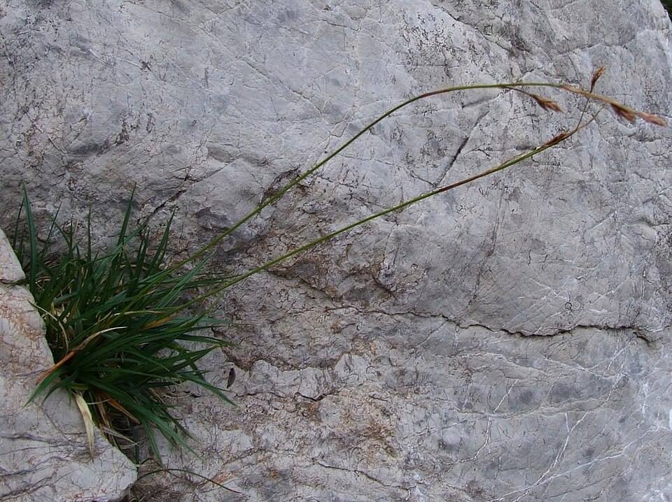 Carex firma (firm sedge) (alternate view 10)