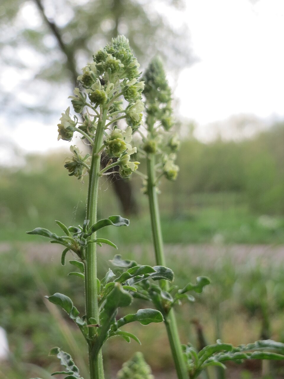 Reseda lutea (Wild Mignonette)