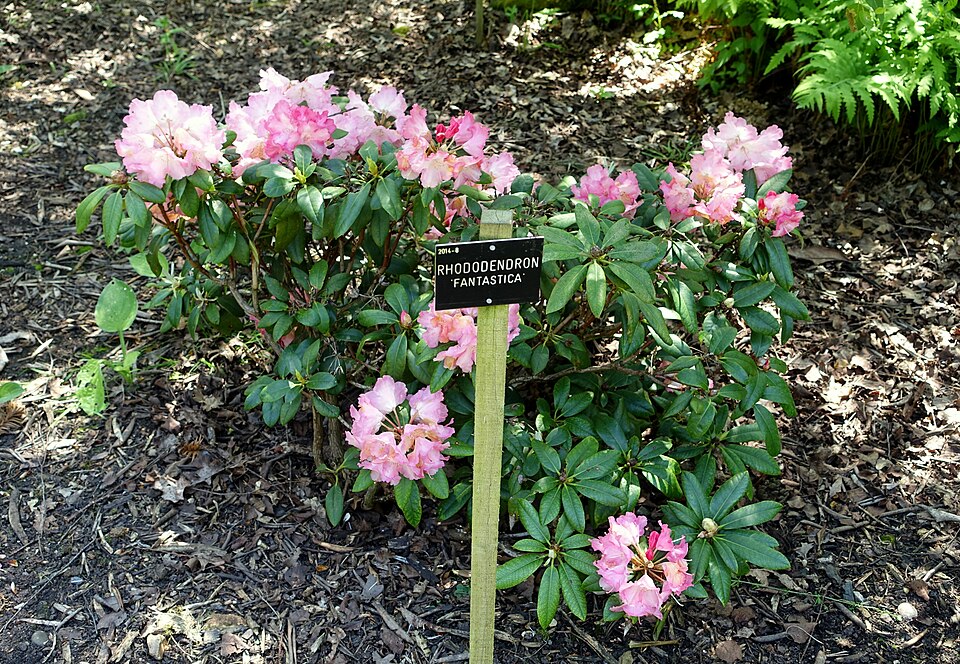 Rhododendron 'Fantastica' (Fantastica Rhododendron) (alternate view 3)