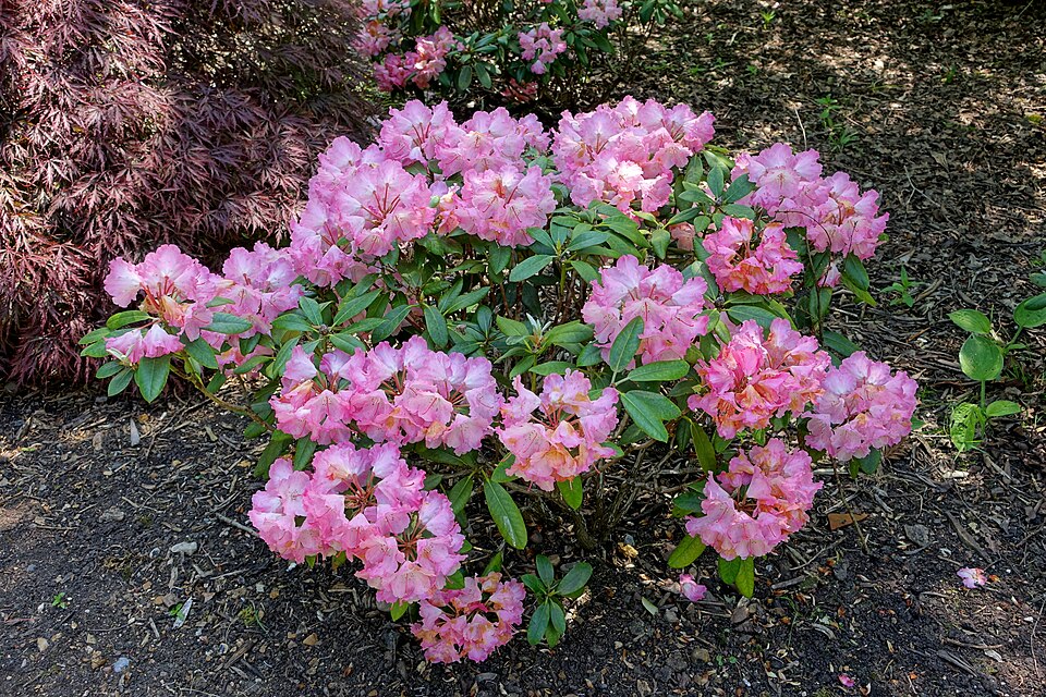 Rhododendron 'Fantastica' (Fantastica Rhododendron) (alternate view 4)