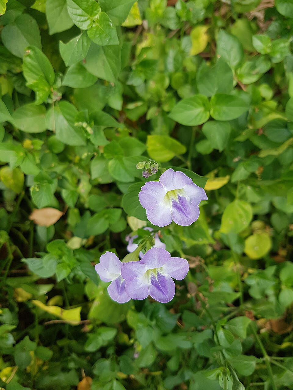 Asystasia (Coromandels)