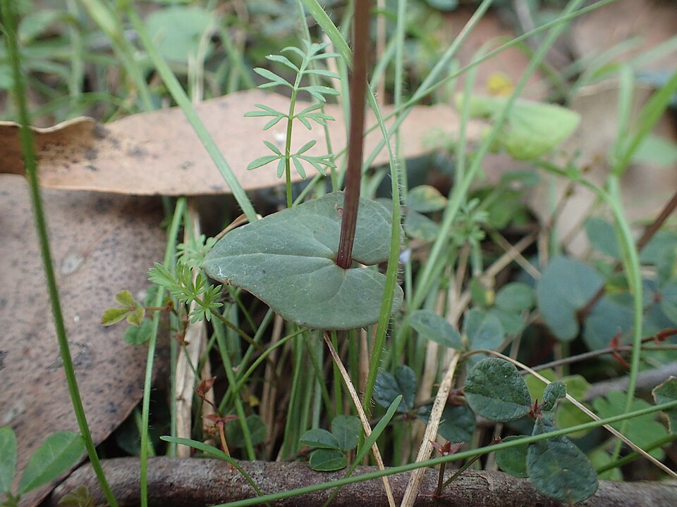 Acianthus fornicatus (Pixie Caps) (alternate view 4)