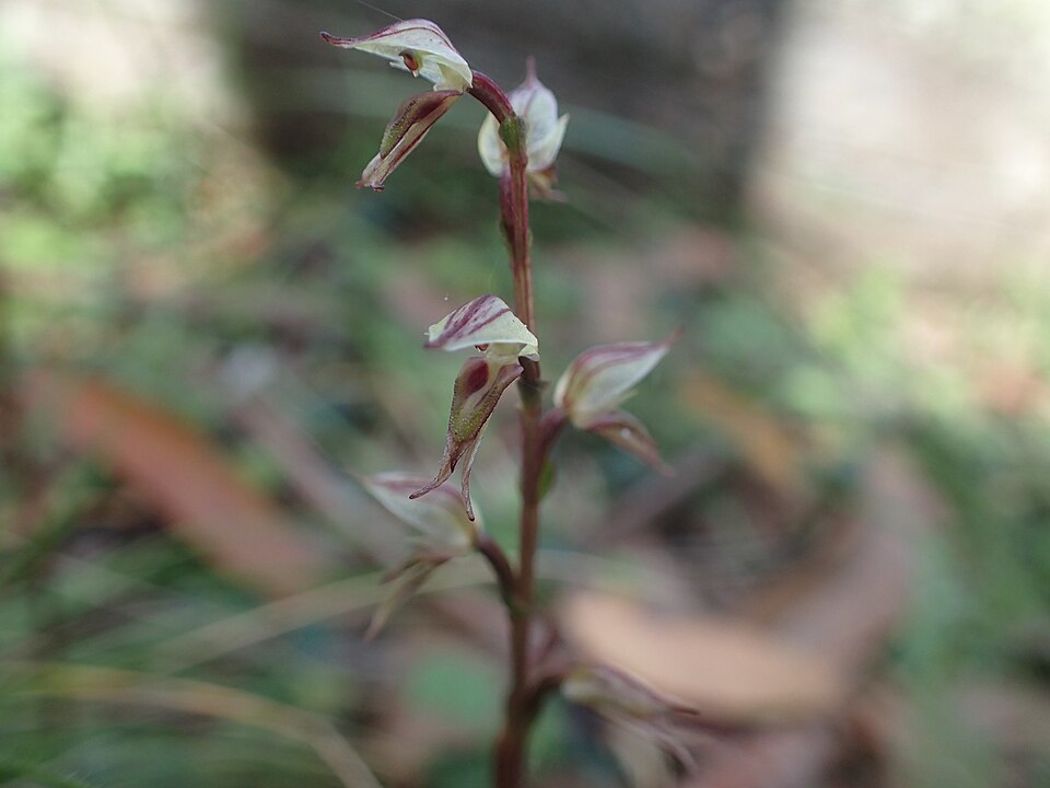 Acianthus fornicatus (Pixie Caps) (alternate view 5)