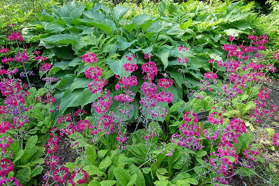 Primula pulverulenta (alternate view 5)