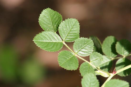 Rosa rubiginosa (Sweet-brier)