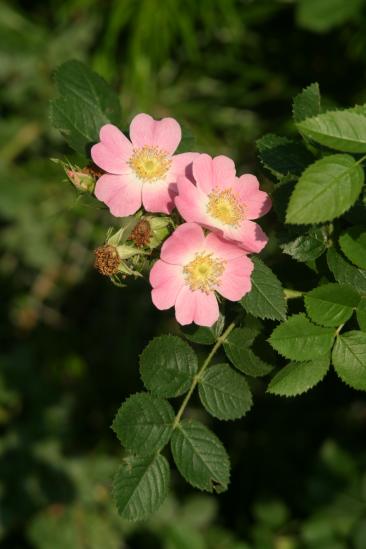 Rosa rubiginosa (Sweet-brier)