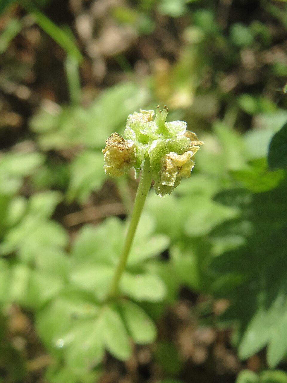 Adoxa moschatellina (Moschatel)