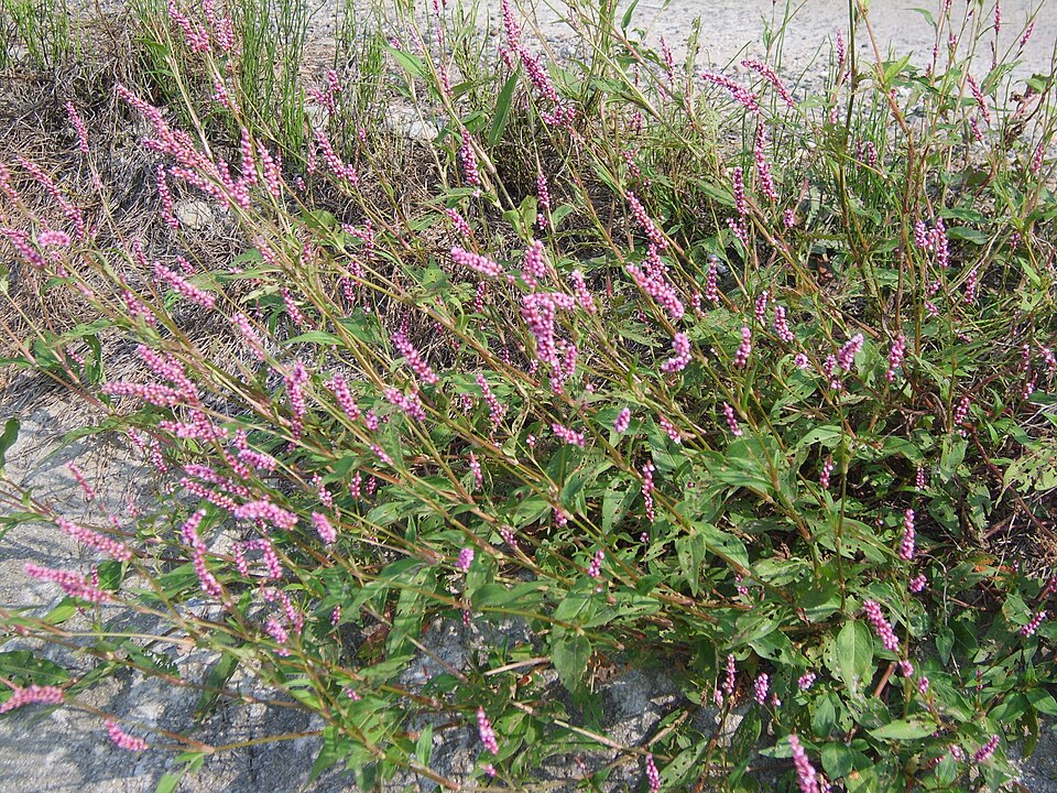 Persicaria longiseta (low smartweed)