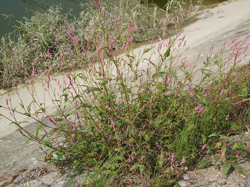Persicaria longiseta (low smartweed)