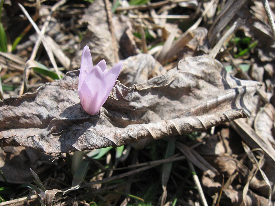 Colchicum (Naked Ladies) (alternate view 3)
