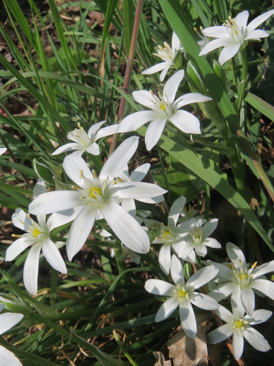 Ornithogalum umbellatum (common star-of-Bethlehem)