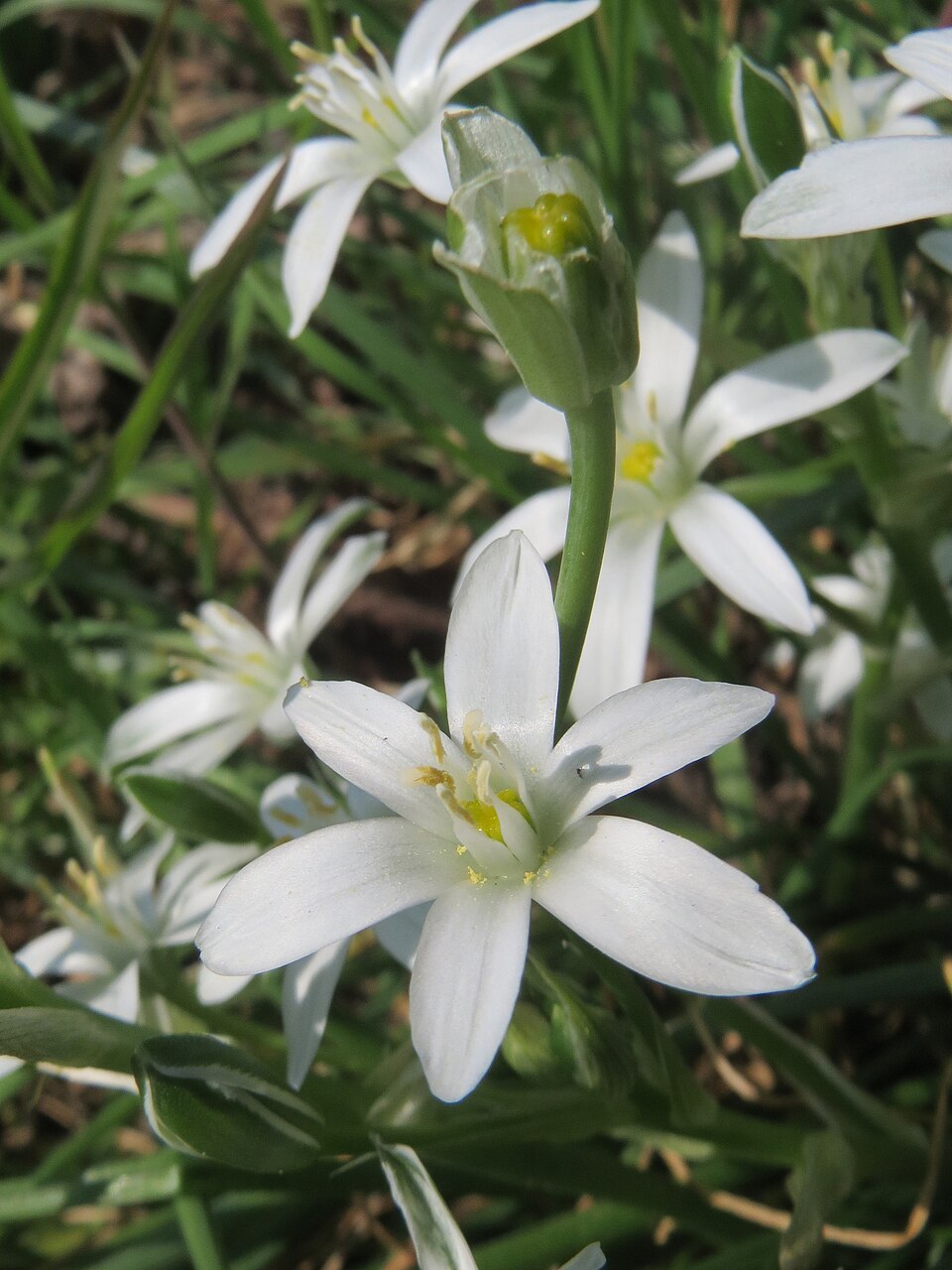 Ornithogalum umbellatum (common star-of-Bethlehem)