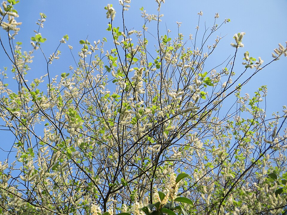 Salix caprea (goat willow)