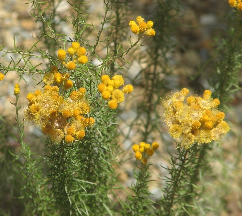 Chrysocephalum semipapposum (clustered everlasting)
