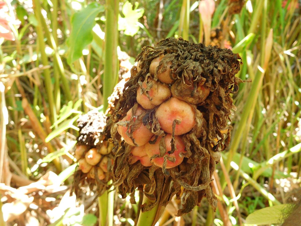 Etlingera elatior, Torch ginger — clumping evergreen (Zingiberaceae) (image 6 of 10)