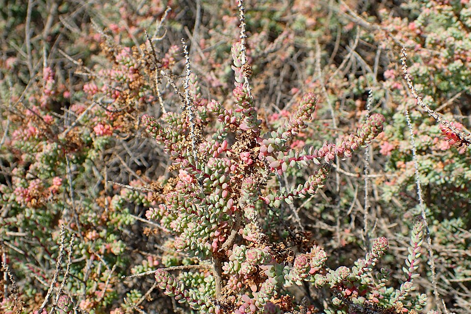 Suaeda vera (Shrubby Seablite) (alternate view 7)