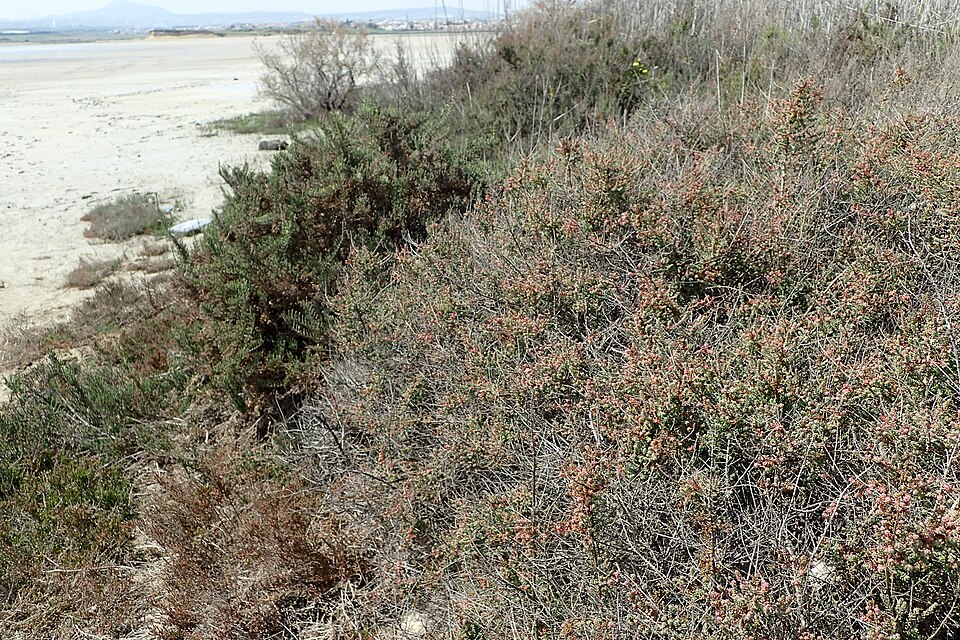 Suaeda vera (Shrubby Seablite) (alternate view 8)