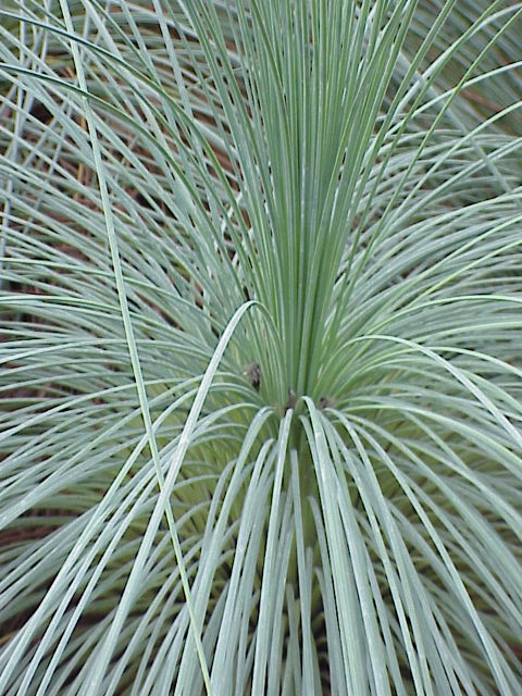 Xanthorrhoea semiplana (tufted grass-tree) (alternate view 6)