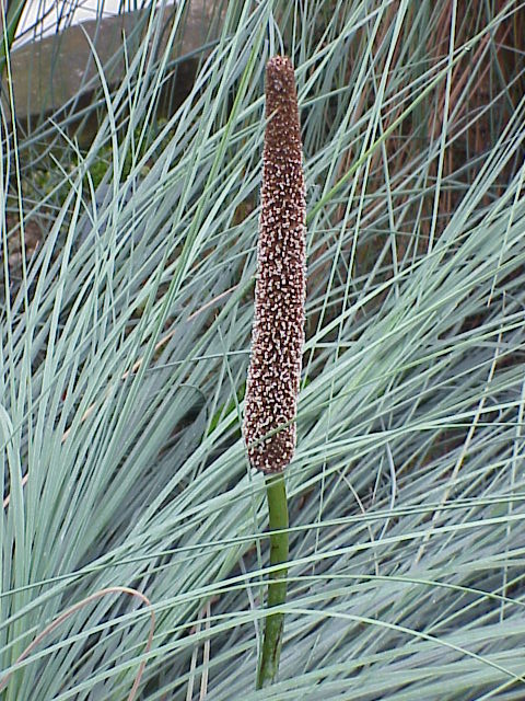 Xanthorrhoea semiplana (tufted grass-tree) (alternate view 7)