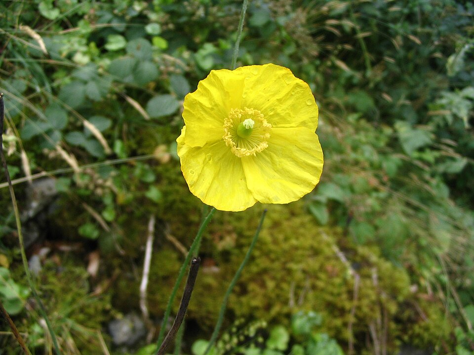Papaver cambricum (welsh poppy) (alternate view 6)