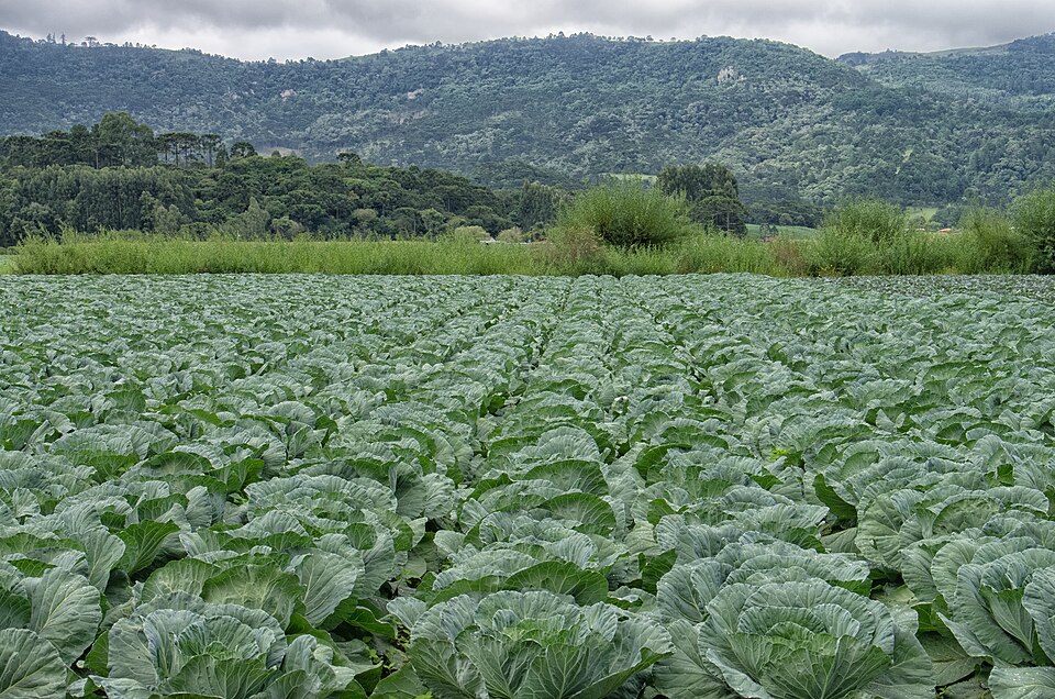Brassica (cabbages and mustards)