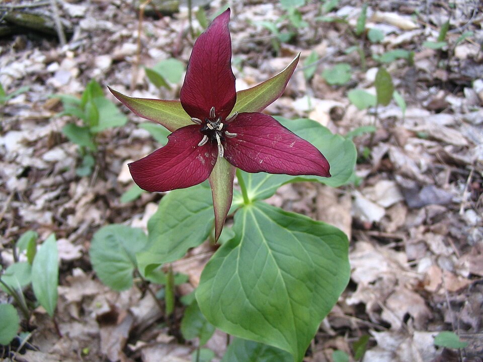 Trillium erectum (red trillium)