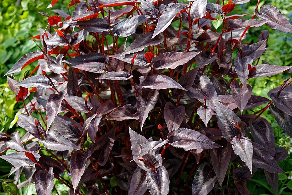 Persicaria microcephala 'Red Dragon' (Red Dragon Knotweed) (alternate view 2)