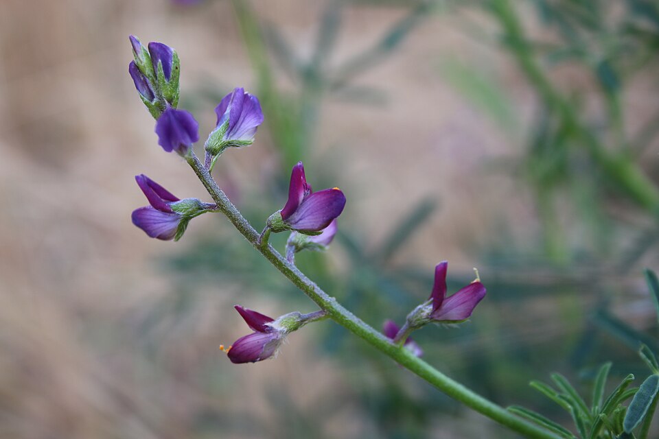 Lupinus truncatus (collared annual lupine) (alternate view 3)