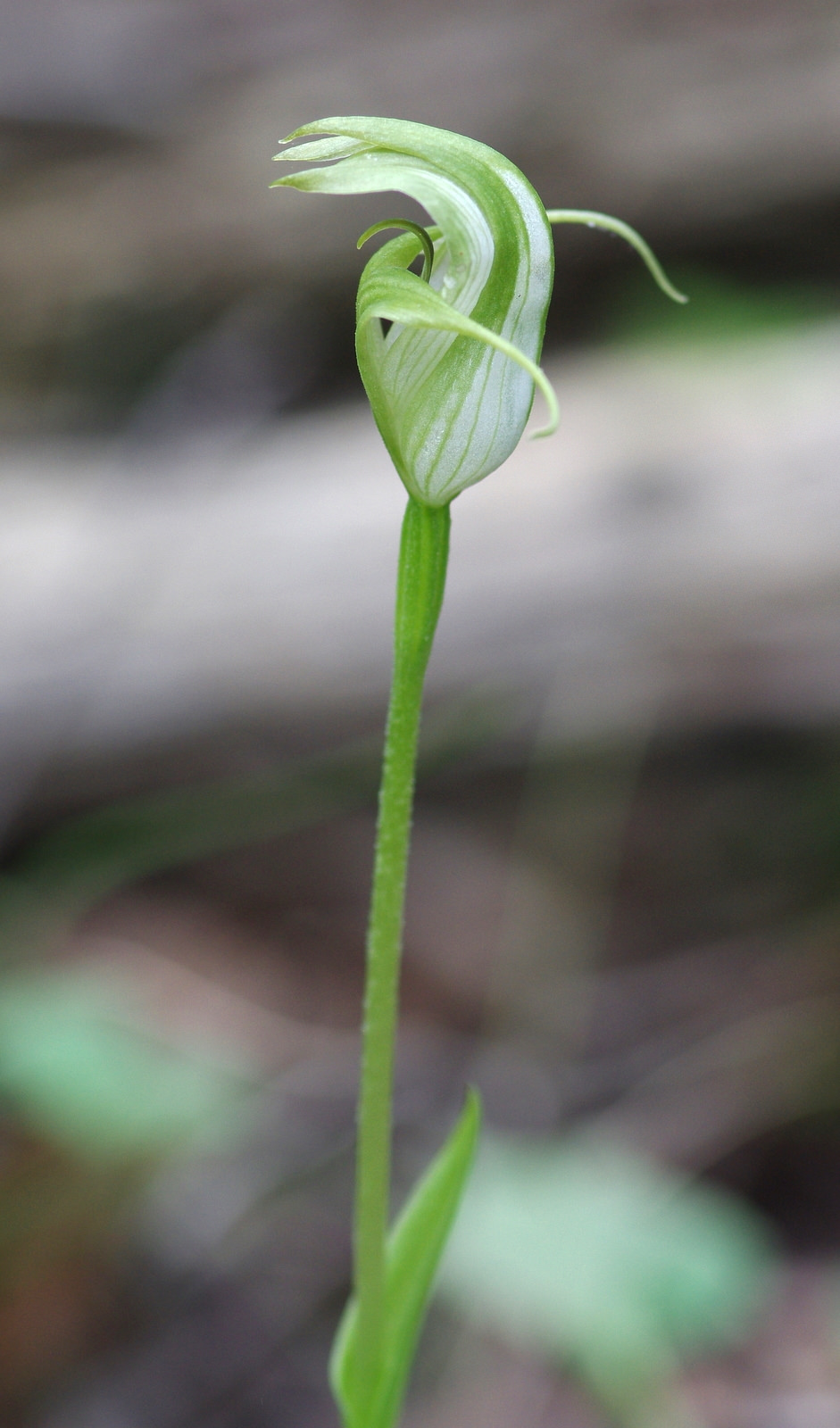 Pterostylis alpina (Australian mountain greenhood) (alternate view 2)