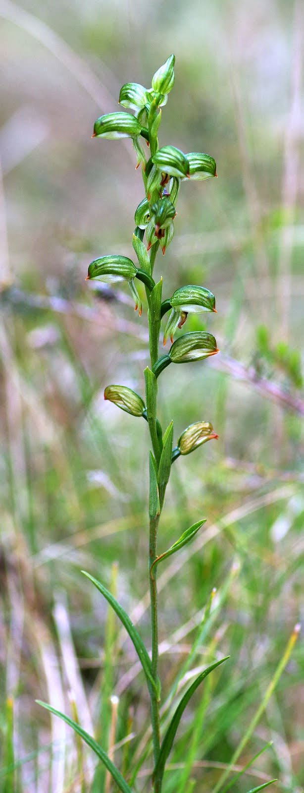 Pterostylis melagramma (tall greenhood) (alternate view 3)
