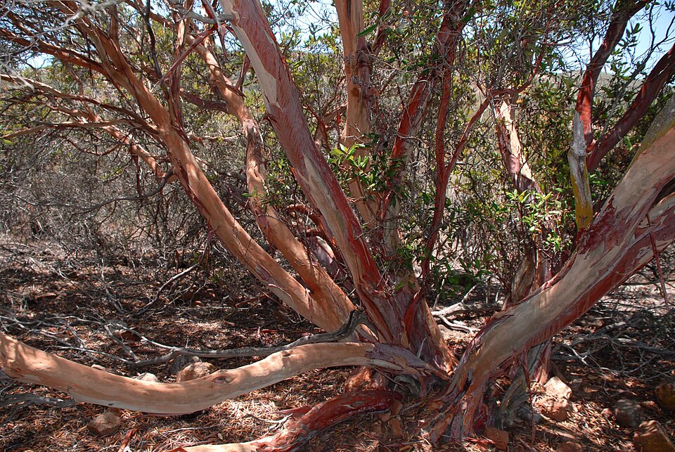 Xylococcus bicolor (mission manzanita) (alternate view 6)
