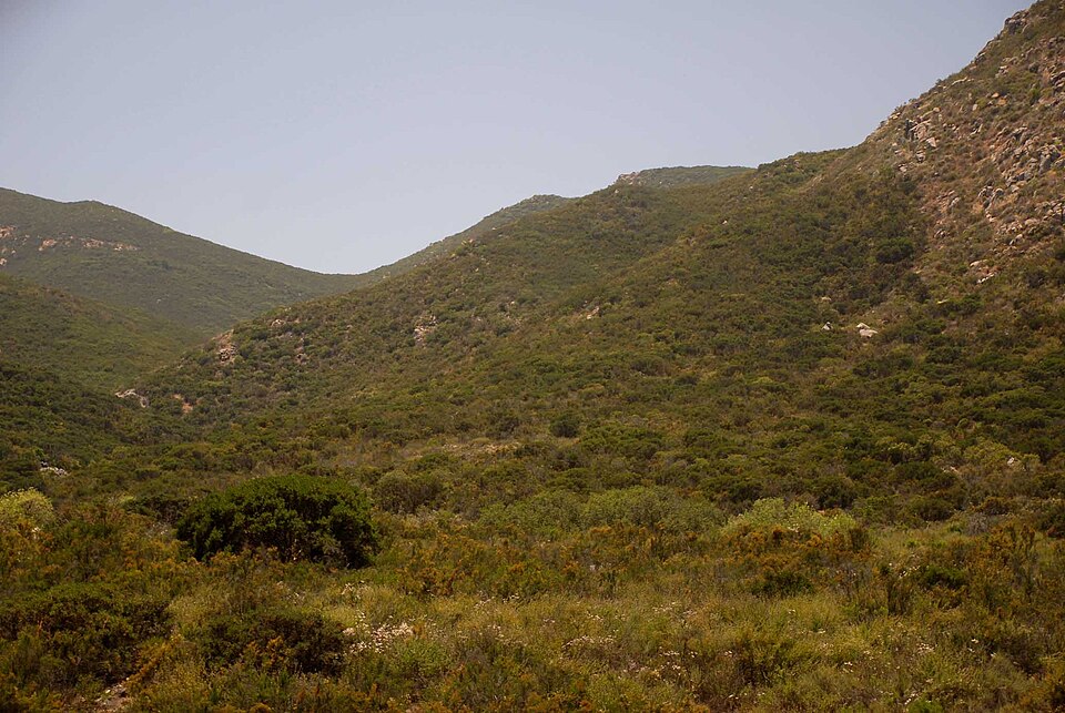 Xylococcus bicolor (mission manzanita) (alternate view 7)