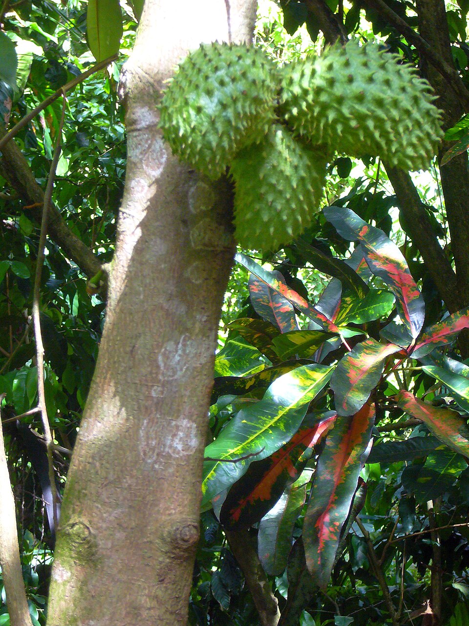 Annona muricata (Soursop) (alternate view 4)