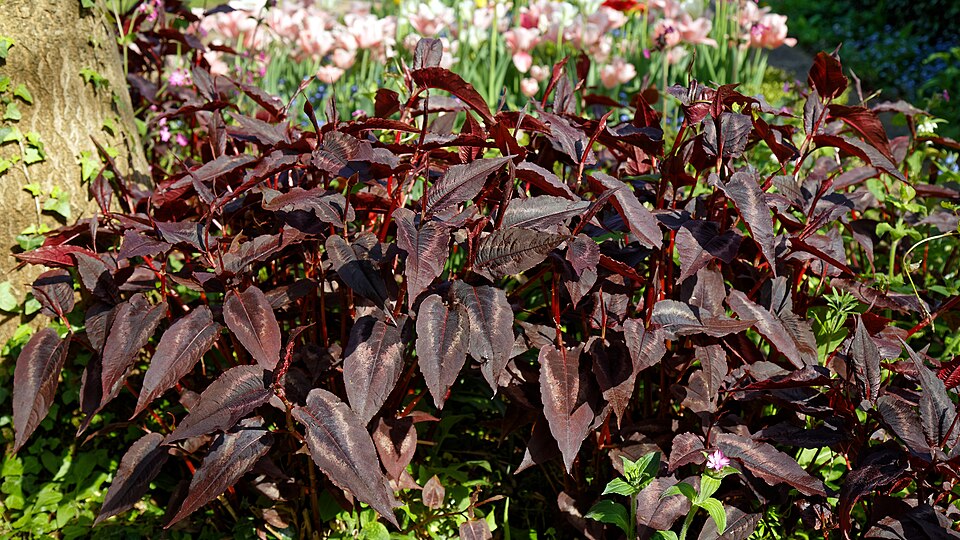 Persicaria microcephala 'Red Dragon' (Red Dragon Knotweed) (alternate view 3)