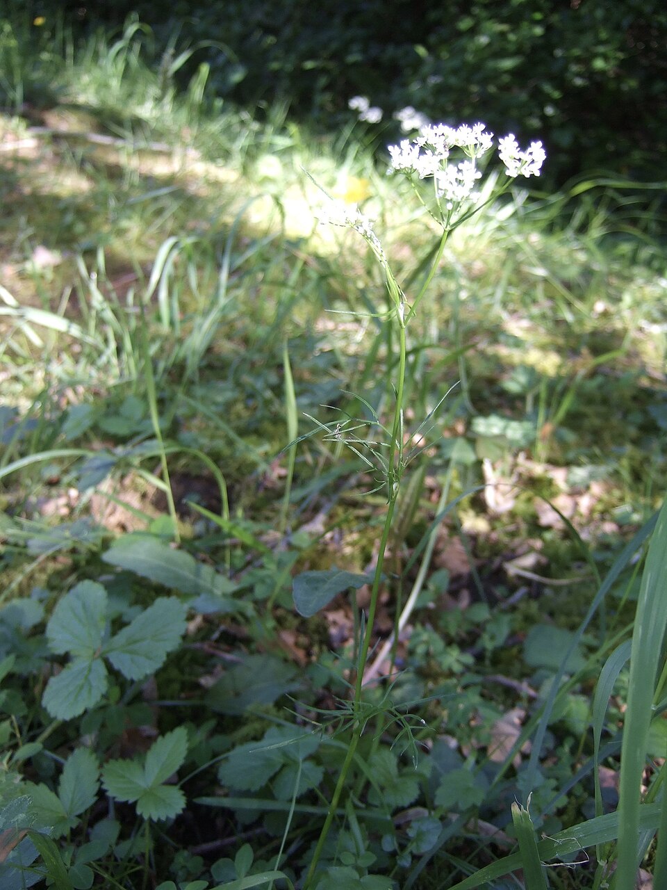 Conopodium majus (Pignut)