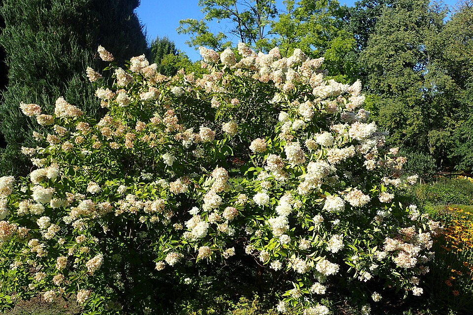 Hydrangea paniculata 'Grandiflora' (pee-gee hydrangea) (alternate view 4)