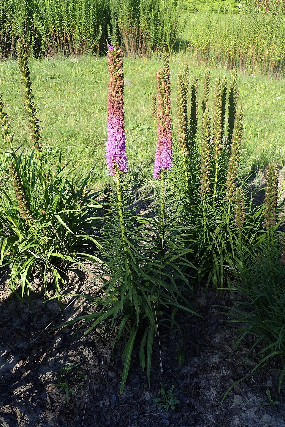 Liatris pycnostachya (prairie blazing star) (alternate view 3)