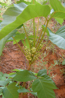 Toxicodendron rydbergii (western poison ivy)