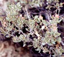 Atriplex confertifolia (Shadscale Saltbush) (alternate view 6)
