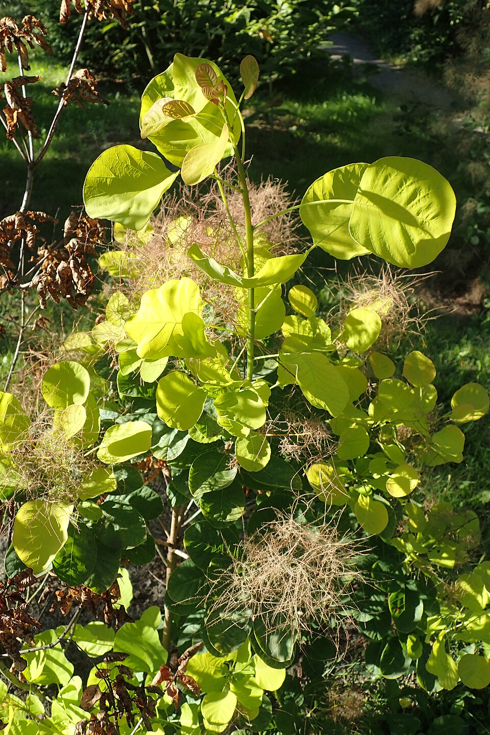 Cotinus coggygria 'Ancot' (Golden Spirit Smoke Tree)