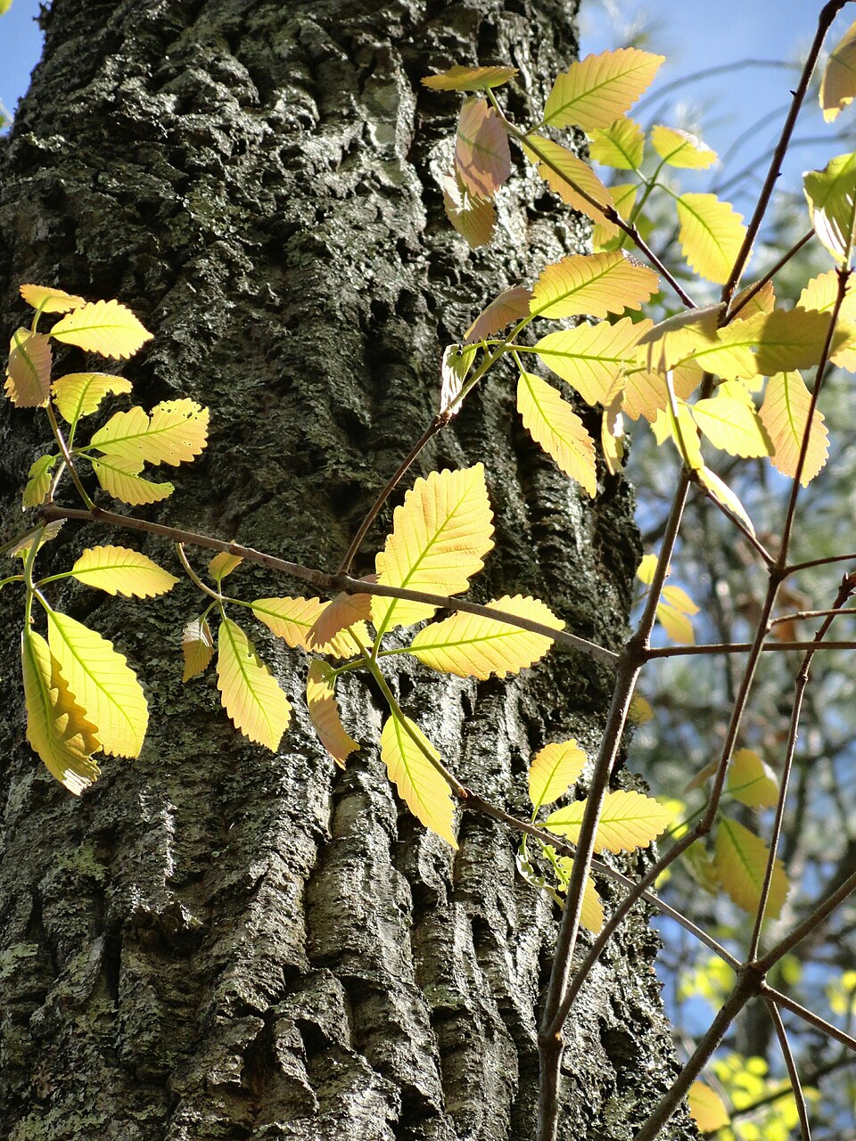 Quercus montana (chestnut oak)