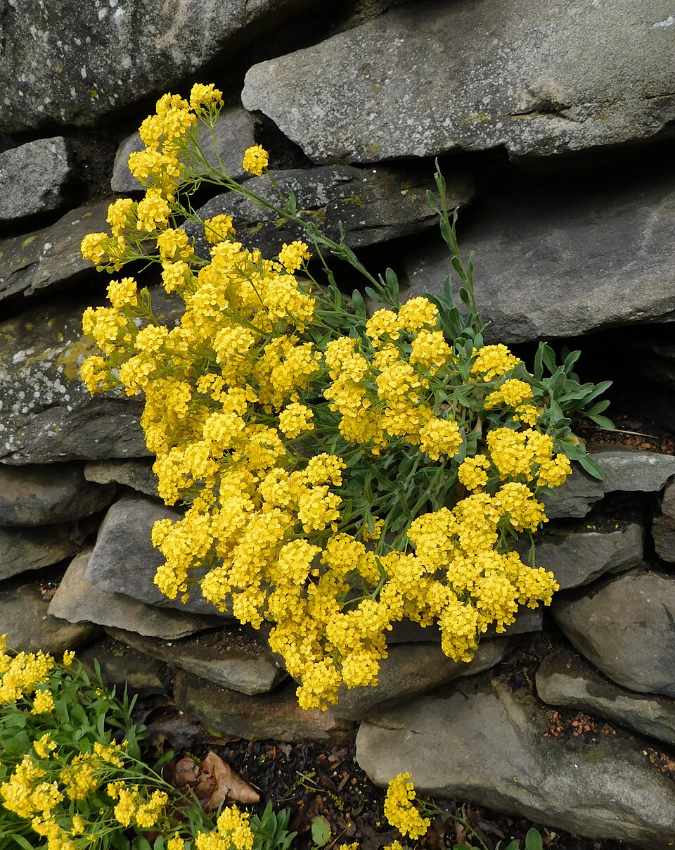 Aurinia saxatilis 'Summit' (Summit Basket of Gold)