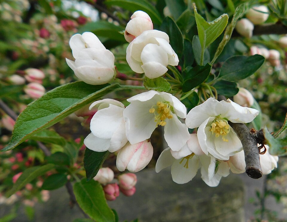 Malus toringo 'Tina' (Tina Crabapple)