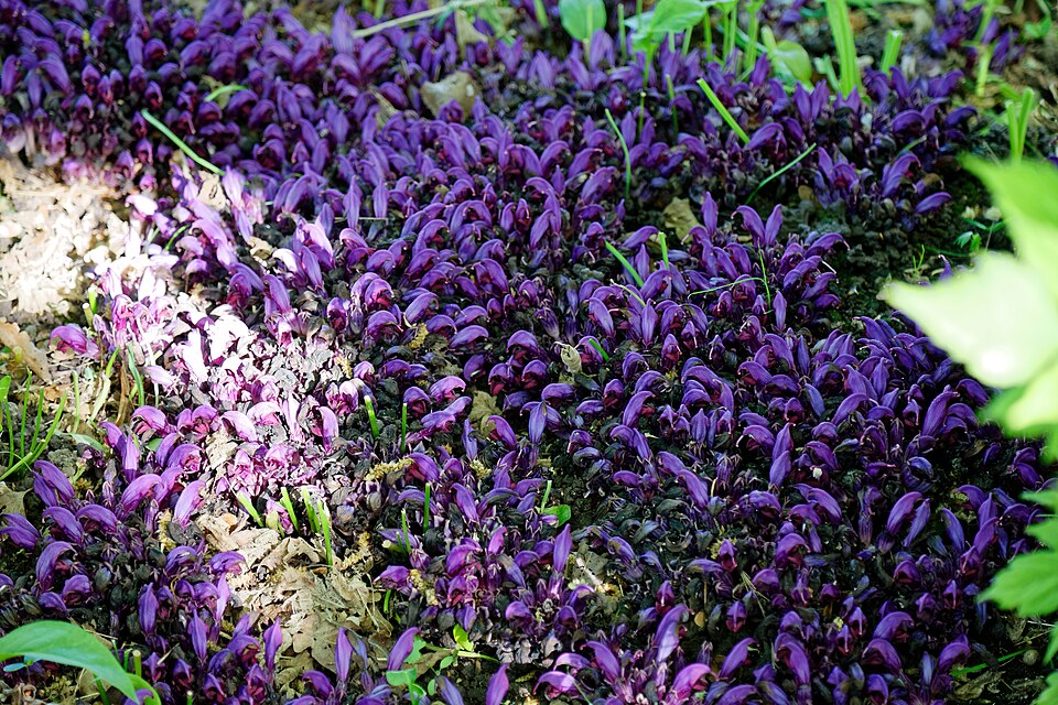 Lathraea clandestina (Purple Toothwort)