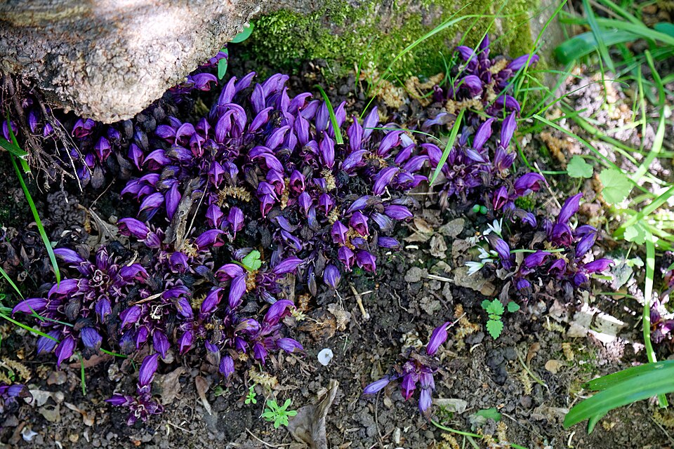 Lathraea clandestina (Purple Toothwort)