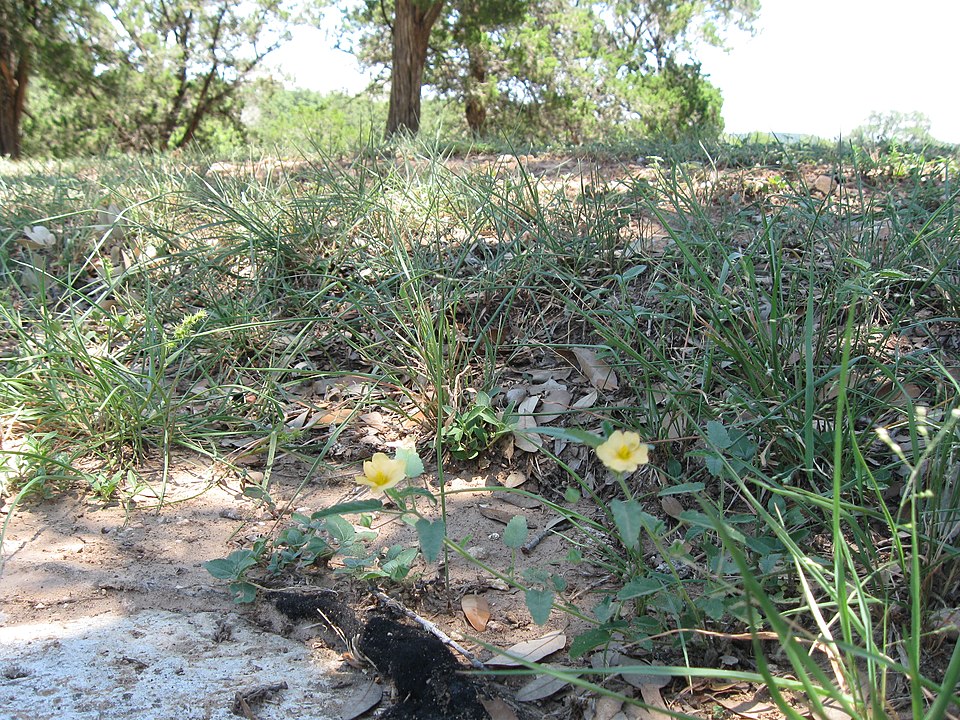 Sida abutilifolia (spreading sida) (alternate view 6)